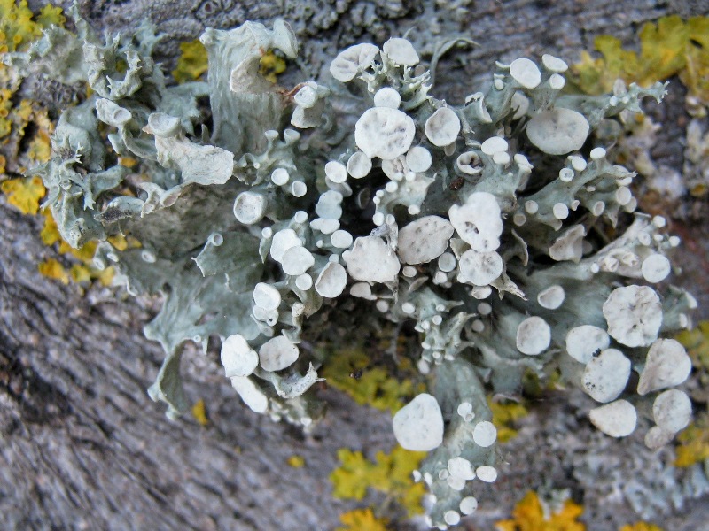 Alcuni pi� Ramalina